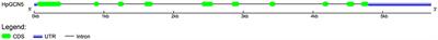 The Histone Acetyltransferase HpGCN5 Involved in the Regulation of Abiotic Stress Responses and Astaxanthin Accumulation in Haematococcus pluvialis